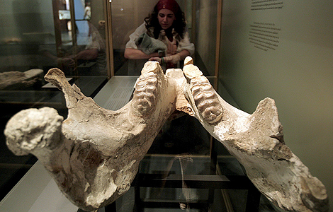 Una joven observa un fósil en una exposición sobre Darwin en Barcelona. | Efe