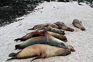Siete de los ejemplares masacrados en una playa de la isla Pinta, en las Galápagos. (Foto: AFP)