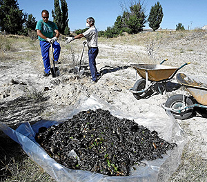 Dos hombres retiran cientos de cadáveres de topillos (Foto: Pablo Requejo)